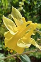 Aquilegia flavescens gallery image #2
