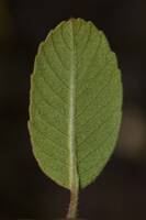 Amelanchier utahensis gallery image #1