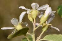 Amelanchier utahensis gallery image #2
