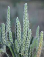 Plantago patagonica gallery image #1
