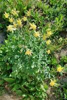 Aquilegia flavescens gallery image #3