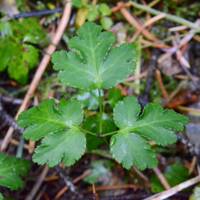 Coptis laciniata gallery image #1