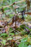 Coptis laciniata gallery image #2