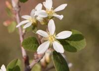 Amelanchier utahensis gallery image #3