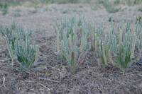 Plantago patagonica gallery image #2