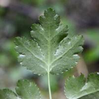 Coptis laciniata gallery image #3