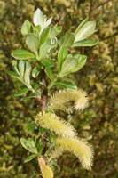 Salix hookeriana gallery image #1