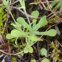 Meconella oregana gallery image #3