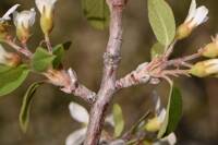 Amelanchier utahensis gallery image #4