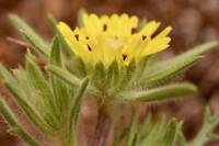 Centromadia fitchii gallery image #2