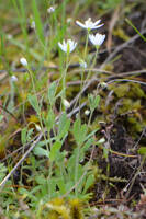 Meconella oregana gallery image #4