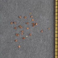 Meconella oregana gallery image #11