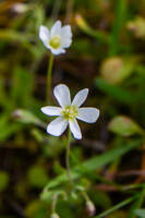 Meconella oregana gallery image #5