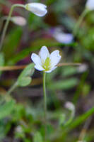 Meconella oregana gallery image #6