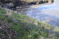 Meconella oregana gallery image #7