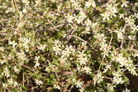 Amelanchier utahensis gallery image #5