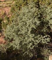 Amelanchier utahensis gallery image #6