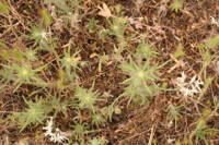 Centromadia fitchii gallery image #3