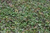 Coptis laciniata gallery image #4