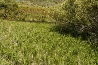 Maianthemum stellatum gallery image #1