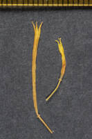 Meconella oregana gallery image #12