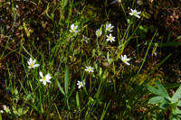 Meconella oregana gallery image #8