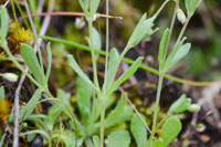 Meconella oregana gallery image #9