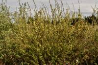 Salix hookeriana gallery image #2