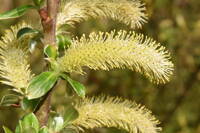 Salix hookeriana gallery image #3