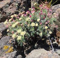 Eriogonum thymoides gallery image #1