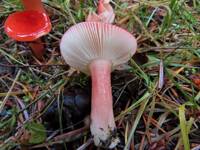 Russula rhodocephala gallery image #1