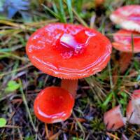 Russula rhodocephala gallery image #2