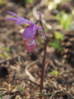 Calypso gallery image #1