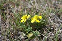 Ranunculus glaberrimus gallery image #1