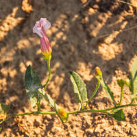 Convolvulus arvensis gallery image #8