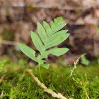 Polypodium glycyrrhiza gallery image #1