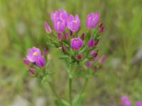 Centaurium erythraea gallery image #8