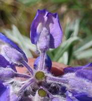 Lupinus sulphureus var. bingenensis gallery image #1