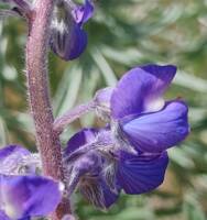 Lupinus sulphureus var. bingenensis gallery image #2