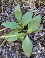 Micranthes integrifolia gallery image #1