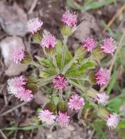 Petasites frigidus gallery image #1