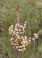 Toxicodendron rydbergii gallery image #3