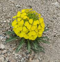 Erysimum capitatum gallery image #1