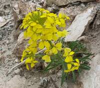 Erysimum capitatum gallery image #2