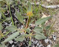 Eriogonum compositum var. lancifolium gallery image #1