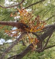 Arceuthobium campylopodum gallery image #1