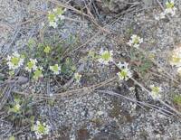 Sandbergia whitedii gallery image #1