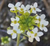 Sandbergia whitedii gallery image #2