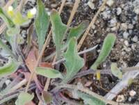 Sandbergia whitedii gallery image #3