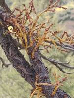 Arceuthobium campylopodum gallery image #2